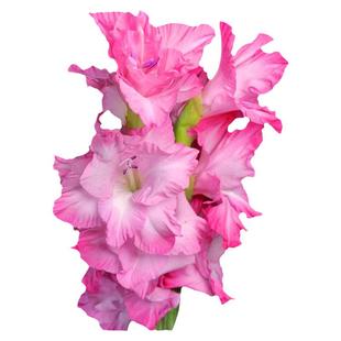 节节高剑兰鲜花水养居家插花办公室送礼花束包邮北京同城可闪送