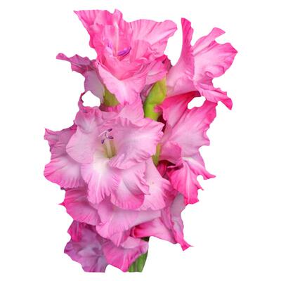 鲜花凌晨花市剑兰插瓶顺丰包邮