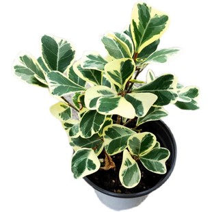 心叶榕锦花叶橡皮树琴叶榕牛奶榕花卉室内观叶植物盆栽包邮好养
