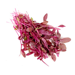 火红苗新鲜芽苗菜安曼红苗西餐沙拉酒店摆盘装饰点缀专用斯卡纳苗