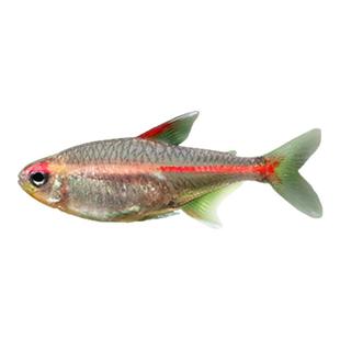 玻璃霓虹红灯管灯鱼小型草缸观赏鱼淡水新手耐养热带鱼群游灯科鱼