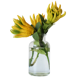 金佛手果带枝水养鲜果金华佛手柑水培香橼观赏闻香插花清供