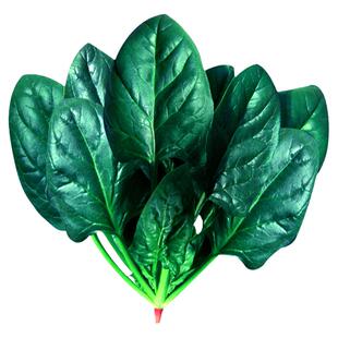 特耐热夏播王菠菜种子高产大叶红根菠菜种籽抗热耐抽苔蔬菜孑大全