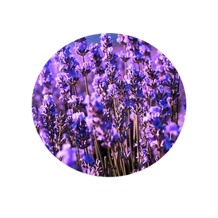 薰衣草花籽四季种植开花盆栽花苗花种子庭院阳台花卉易活驱蚊草种