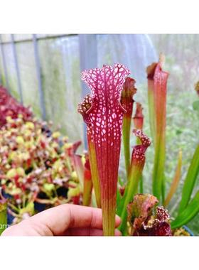 【丽娜瓶子草】2019年选育新品种 红色瓶子 食虫植物