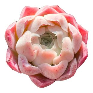 【一物一拍】沁心 蔷薇月影小包子果冻色多肉植物办公室满28包邮