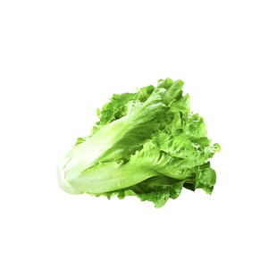 四季甜脆玻璃生菜种孑种子脆嫩生吃生菜种籽阳台四季盆栽春季蔬菜