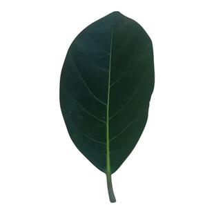 现摘现发菠萝蜜叶包糍粑包青团垫子菠萝叶可喂螽翡螽素背霍氏片蟋