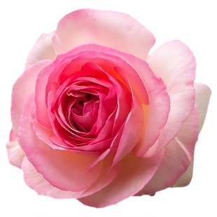 佛罗伦蒂娜爬藤蔷薇花藤本月季大苗弗洛伦蒂娜盆栽阳台庭院爬墙花