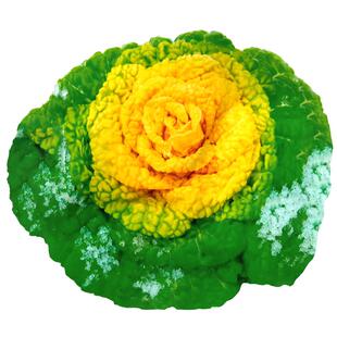 黄心乌塌菜黄心菜种子大全冬天耐寒蔬菜籽种矮脚白菜种籽菊花菜籽