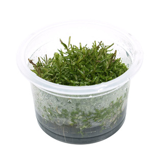 无菌杯水草红草新加坡血红宫廷鱼缸草造景中后景荷兰景红草易发色