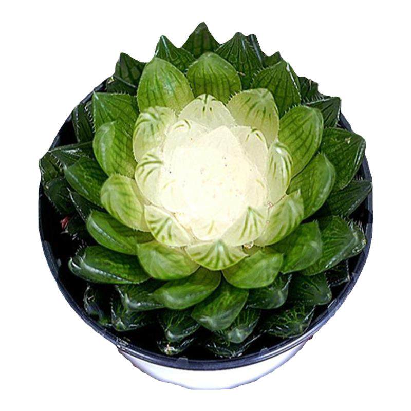 多肉植物彩色樱水晶锦宝莲灯玉露锦栽好发货稀少品种晶莹剔透花卉