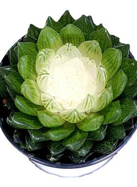 宝莲灯栽好发货稀少品种多肉植物