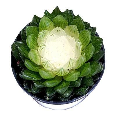 宝莲灯栽好发货稀少品种多肉植物