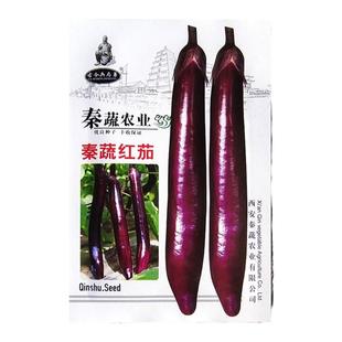 秦蔬长红茄蔬菜种子春秋季露地大棚紫红长茄子菜籽种抗病早熟高产