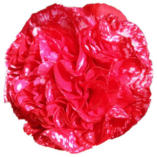 云斑大元帅茶花盆栽绿植福建龙岩阳台客厅庭院当年开名贵花卉热卖