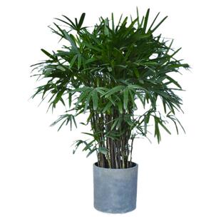 大叶棕竹盆栽金山棕竹细叶客厅耐阴好养植物办公室绿植吸甲醛花卉