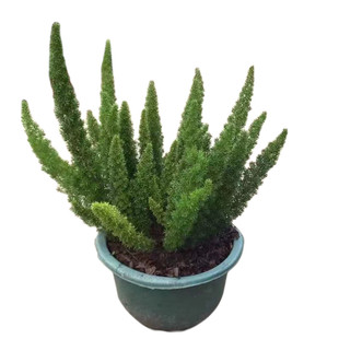 狐尾天门冬盆栽绿植庭院花镜花园阳台植物四季常绿除甲醛观叶植物