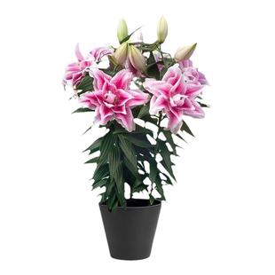 春百合种球根阳台爱莎眼线黄天霸单重瓣香水东方花卉多年生预卖