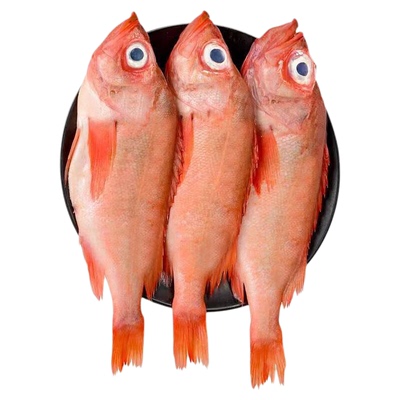红石斑鱼鲜活冷冻海鱼顺丰