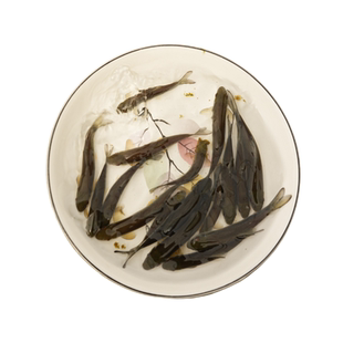 青龙棒鱼苗活体淡水原生鱼华鲮油棒子沉香鱼青衣鱼可观赏鱼可食用