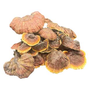 正宗野松杉白肉灵芝白心白肉精选菌香浓郁不苦滋补养生煲汤泡酒