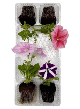 【夏季花卉小苗】夏堇 矮牵牛 长春花 等耐热花卉苗 满4棵免运费