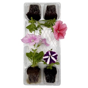 【夏季花卉小苗】夏堇 矮牵牛 长春花 等耐热花卉苗 满4棵免运费