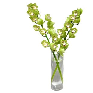 绿色大花蕙兰鲜花云南基地直发室内新鲜虎头兰插花大花惠兰鲜花