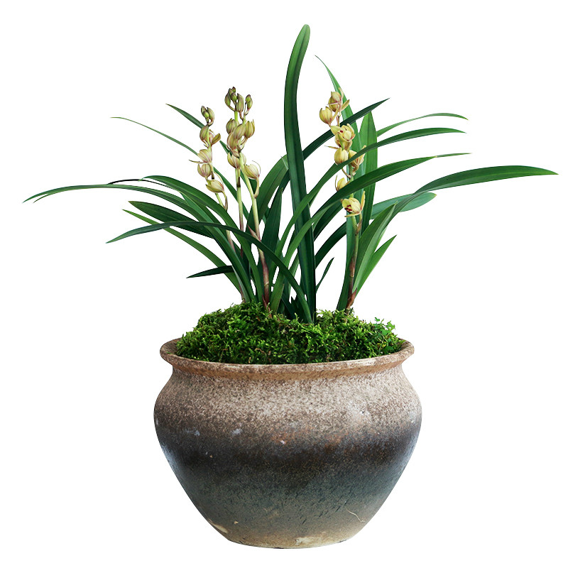 室内好养易活的观花植物兰花盆栽