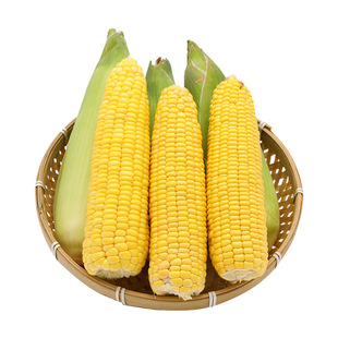 万鲜甜159玉米种子超甜水果玉米种子早熟高产特大甜脆黄玉米种孑