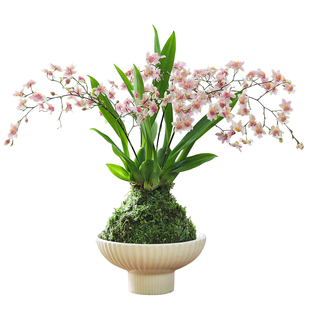 浓香水梦香兰跳舞文心兰盆栽带花苞客厅办公室内桌面年宵花卉绿植