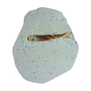 古生物燕子鹦鹉螺三叶虫狼鳍鱼牙齿恐龙时期中华潘氏鲟化石原石25