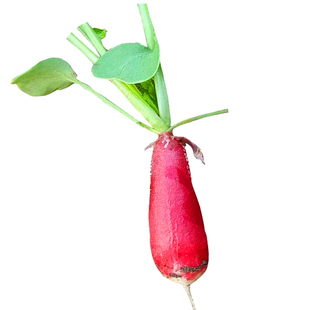 樱桃美人樱桃萝卜种子蔬菜种子香肠小萝卜10g原装早熟品种菜种孑