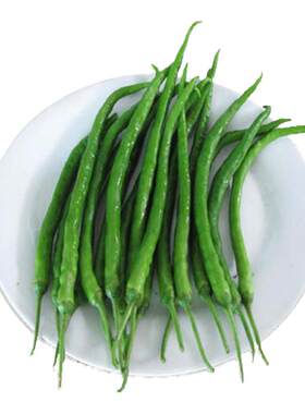 四川成都新鲜二荆条青椒薄皮