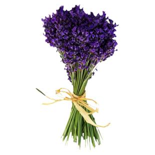 薰衣草种子孑种籽苗花苗花籽种盆栽带花四季薰衣草籽子薰衣草种