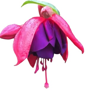 灯笼花花种子倒挂金钟爬藤垂吊室内盆栽香草植物四季播种花卉种子