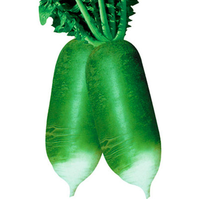 萝卜种子青头萝卜种籽水果萝卜水分大脆甜不糠高产特色蔬菜高产