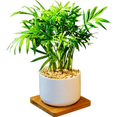 mini桌面北欧风易养活袖珍椰子