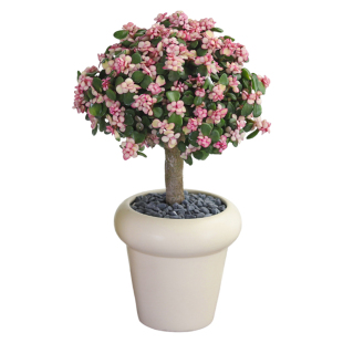 金枝玉叶盆栽室内多肉植物四季好养客厅办公桌面摆件净化空气绿植