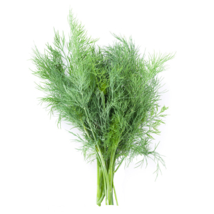 割茬茴香种子非转基因大茴香春夏秋冬季四季菜种盆栽蔬菜菜种籽孑