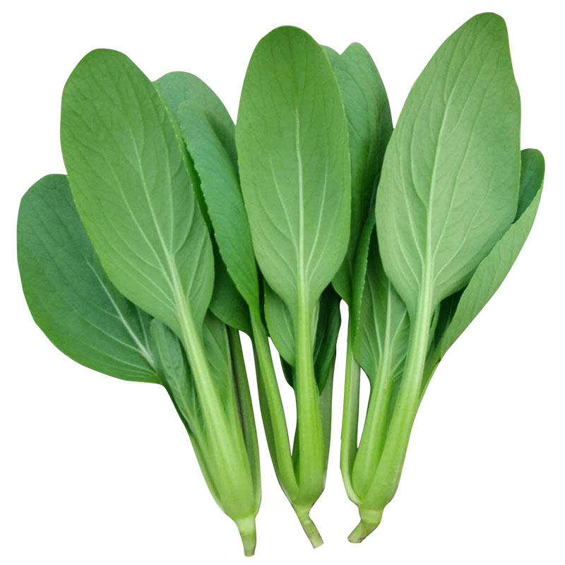 上海青鸡毛菜种籽阳台青梗菜青菜