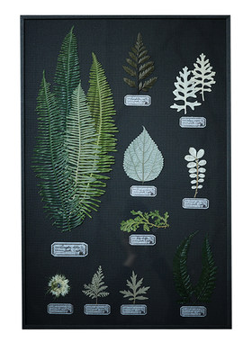 种籽造物日式复古植物标本画