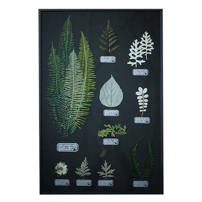 种籽造物日式复古植物标本画