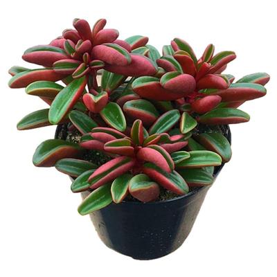 多肉红背椒草阳台绿植