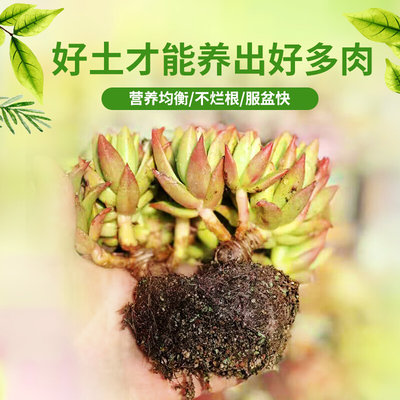 多肉土专用营养土透气多肉植物培养颗粒土叶插小苗控型通用种植土