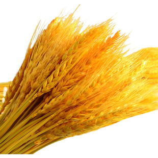 天然金黄麦穗小麦花杆金色大麦客厅田园装饰花束摆件干花开业送礼