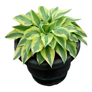 海蒂的花园 玉簪宿根多年生阳台庭院园林造景好养观叶植物盆栽苗