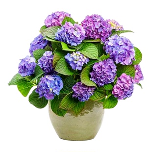 大花重瓣无尽夏绣球花苗老桩庭院盆栽八仙花卉室内阳台植物花耐寒