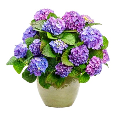 大花重瓣无尽夏绣球花苗老桩